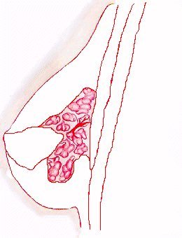 Glands of the breast - Details of the breast