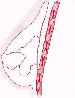 Rib cage - Details of the breast