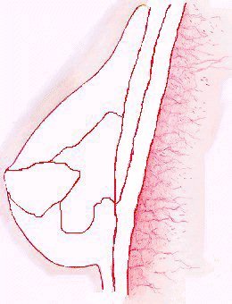 Breast muscle layer - Details of the breast
