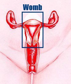Womb - Hysterectomy